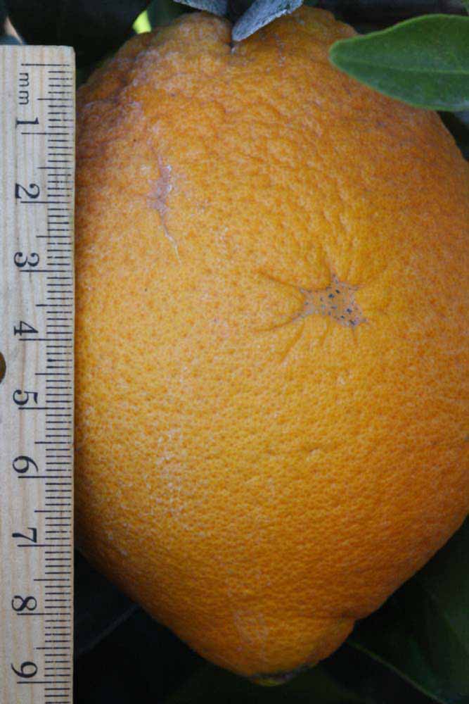              Fruit (Riverside, CA)       